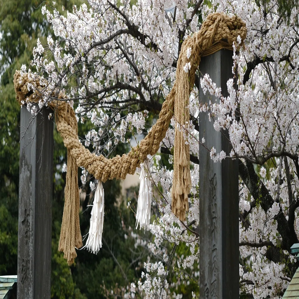 FUJIFILM X-T4+XF90mmF2 R LM WR』で撮る伊勢山皇大神宮の桜｜NUE