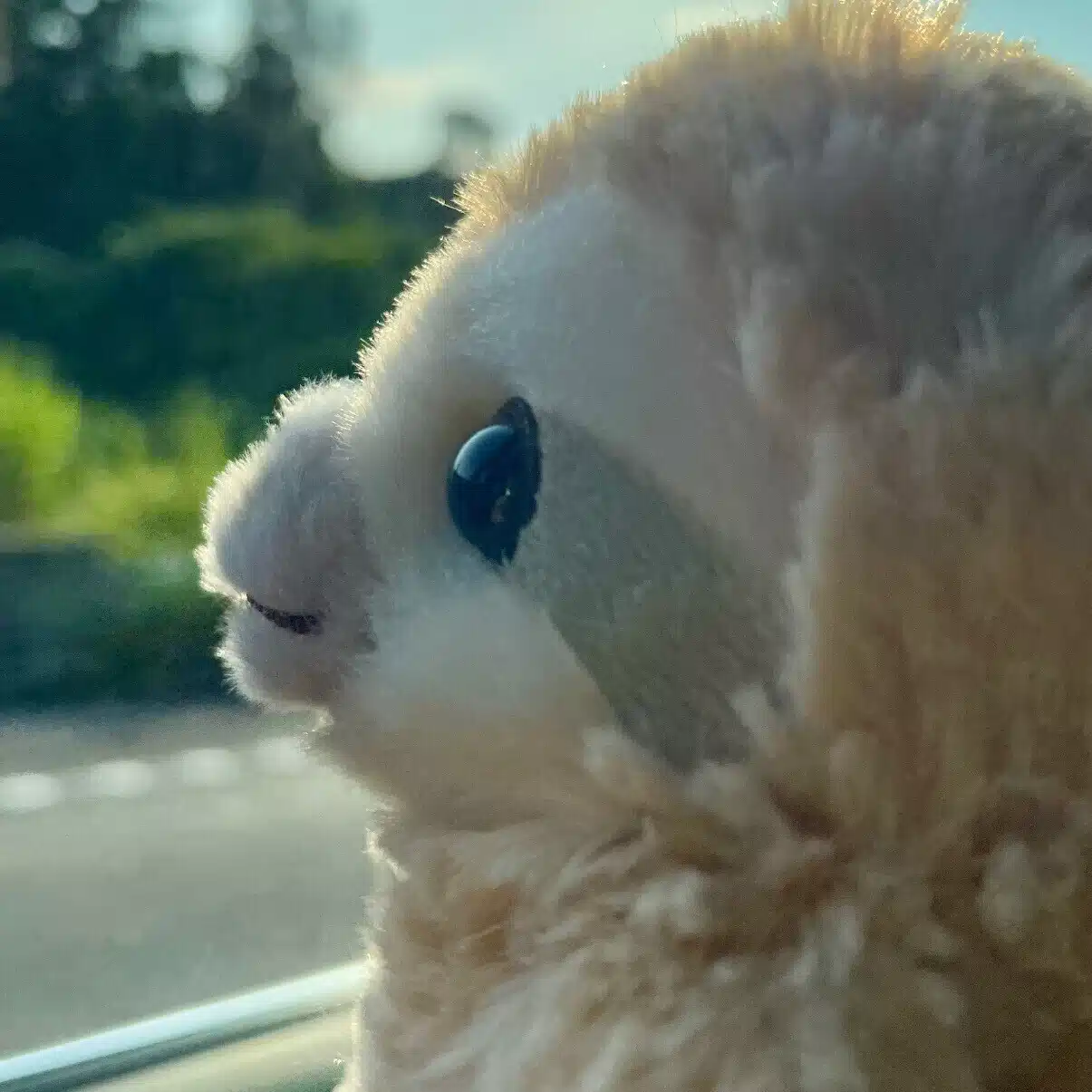 くぅニャン❤︎