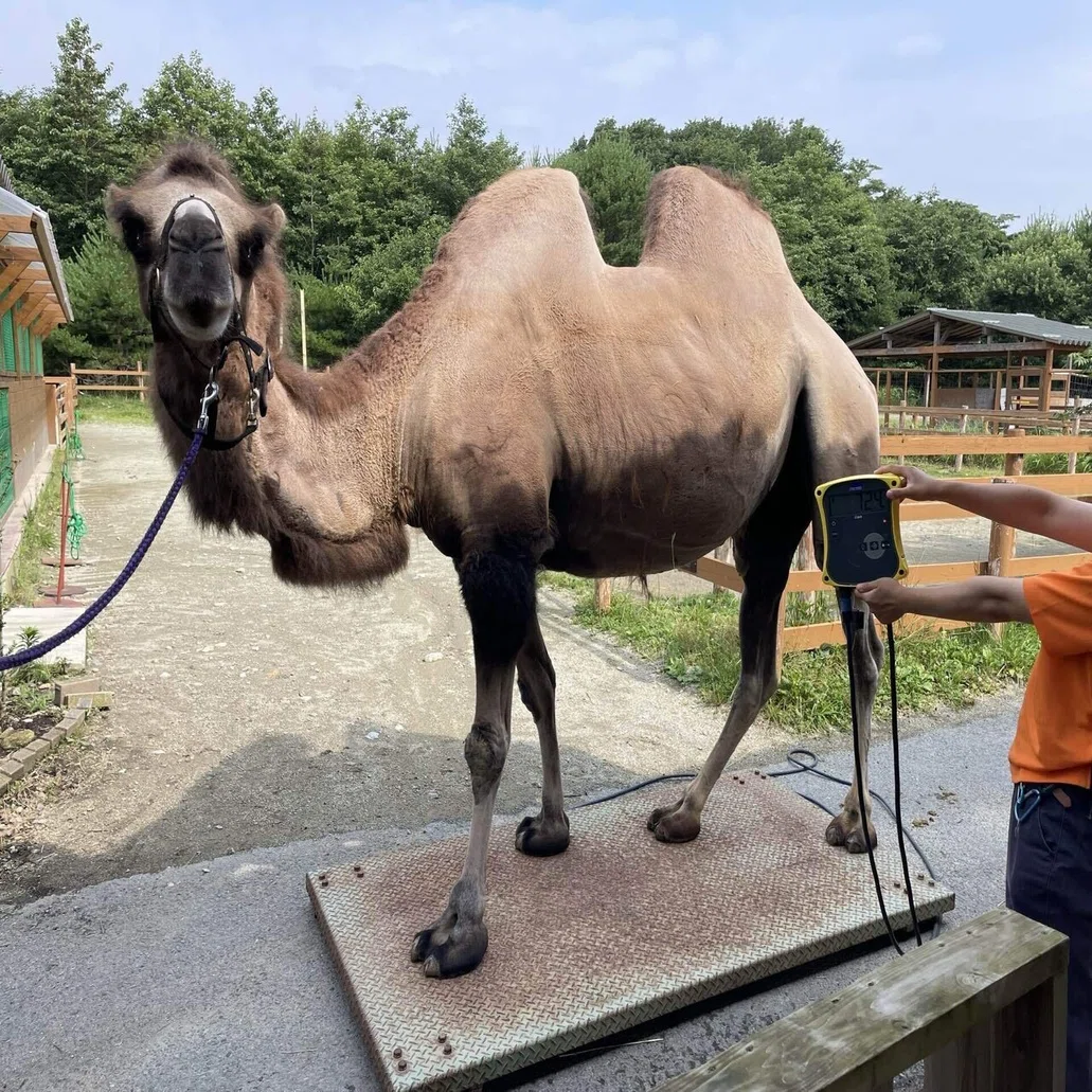 ファーム動物たちの体重測定｜那須どうぶつ王国公式note