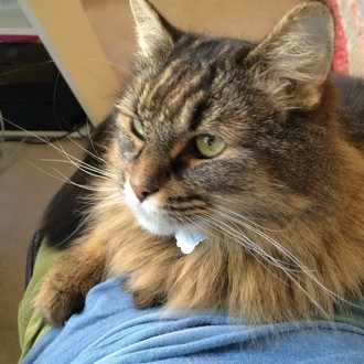 Felicia(フェリシア)