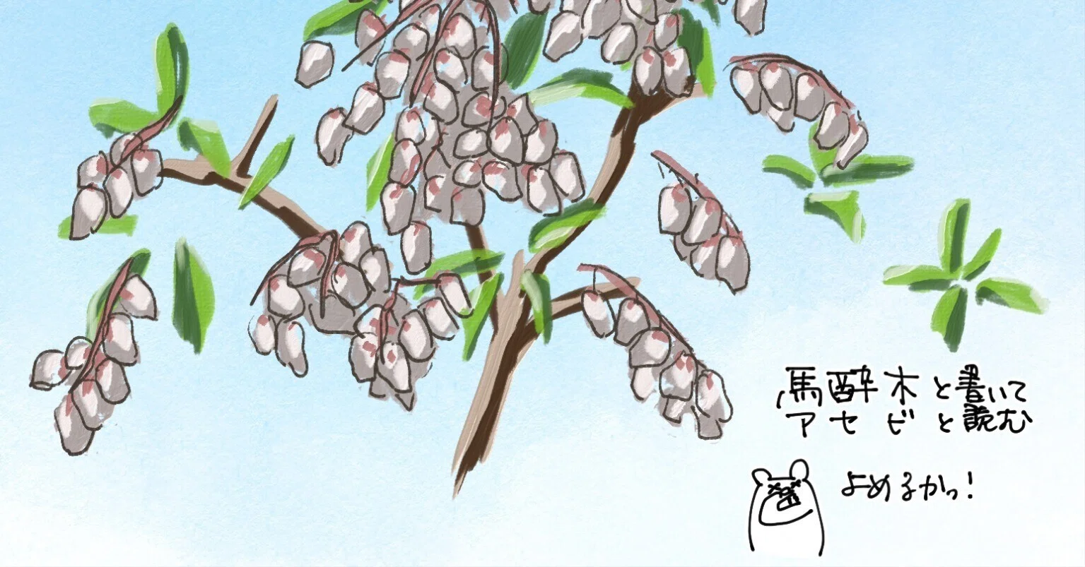公園に生えてる毒の木｜アセビ｜くますけ｜自然ガイド・クリエイター