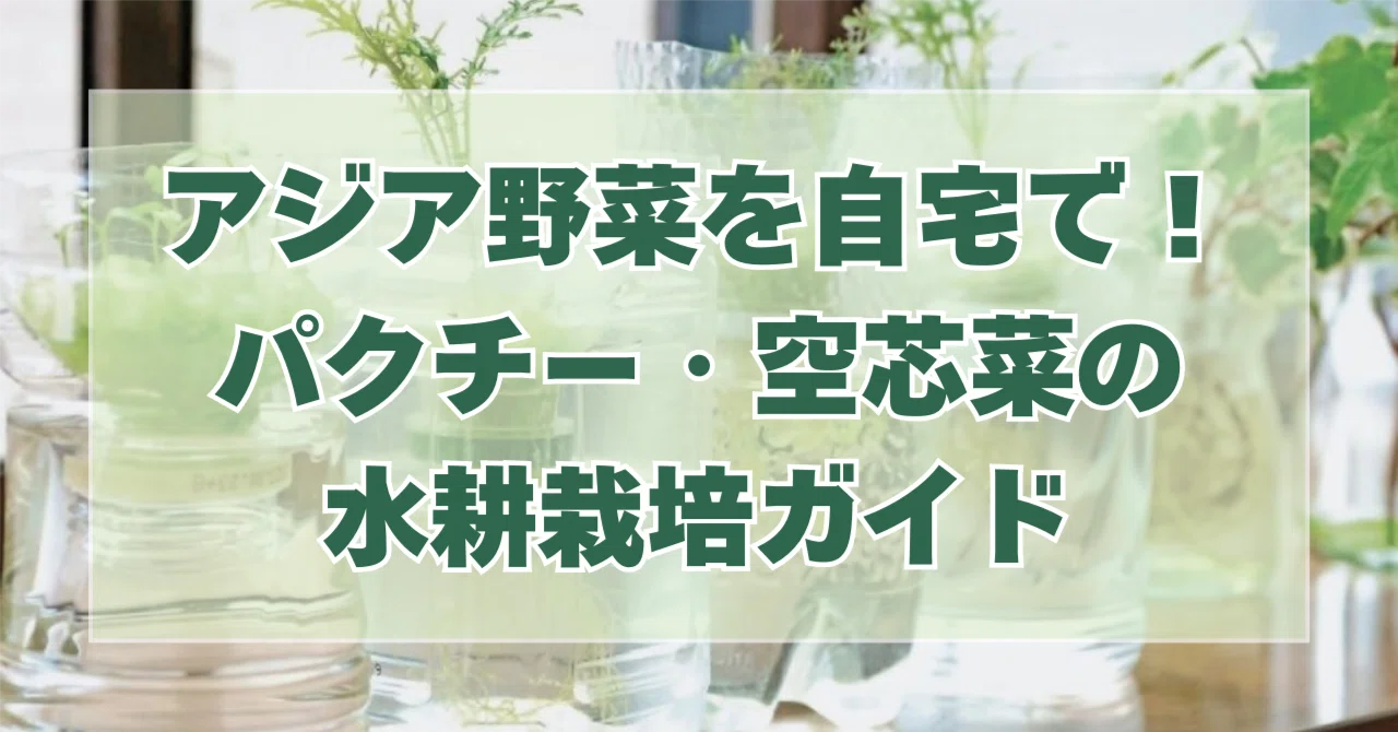 アジア野菜を自宅で！パクチー・空芯菜の水耕栽培ガイド｜水耕栽培ラボ
