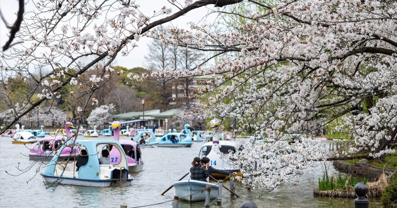 水彩画「雨の上野公園」 Canon EOS R10で行く「雨の上野公園の桜」｜Photographer non🐤