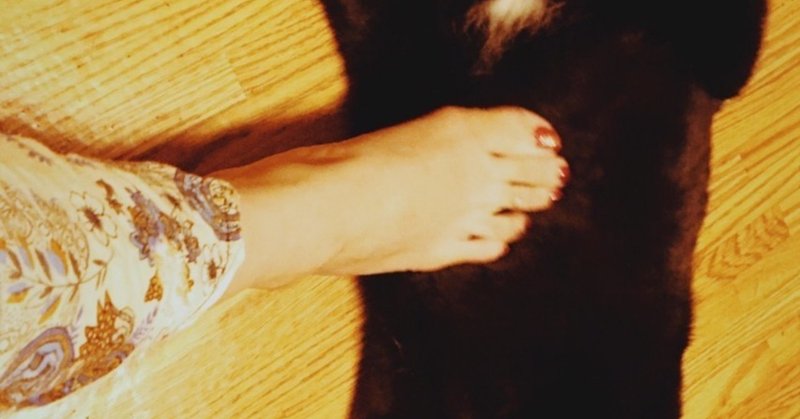 私の猫さんは谷崎潤一郎 小見川千明のお気楽文学サロン Note