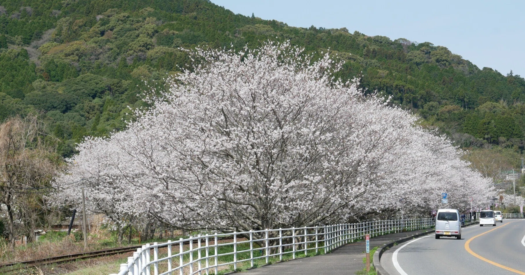 561 Surrounded by Cherry Blossoms in Full Bloom: Matsuura Railway