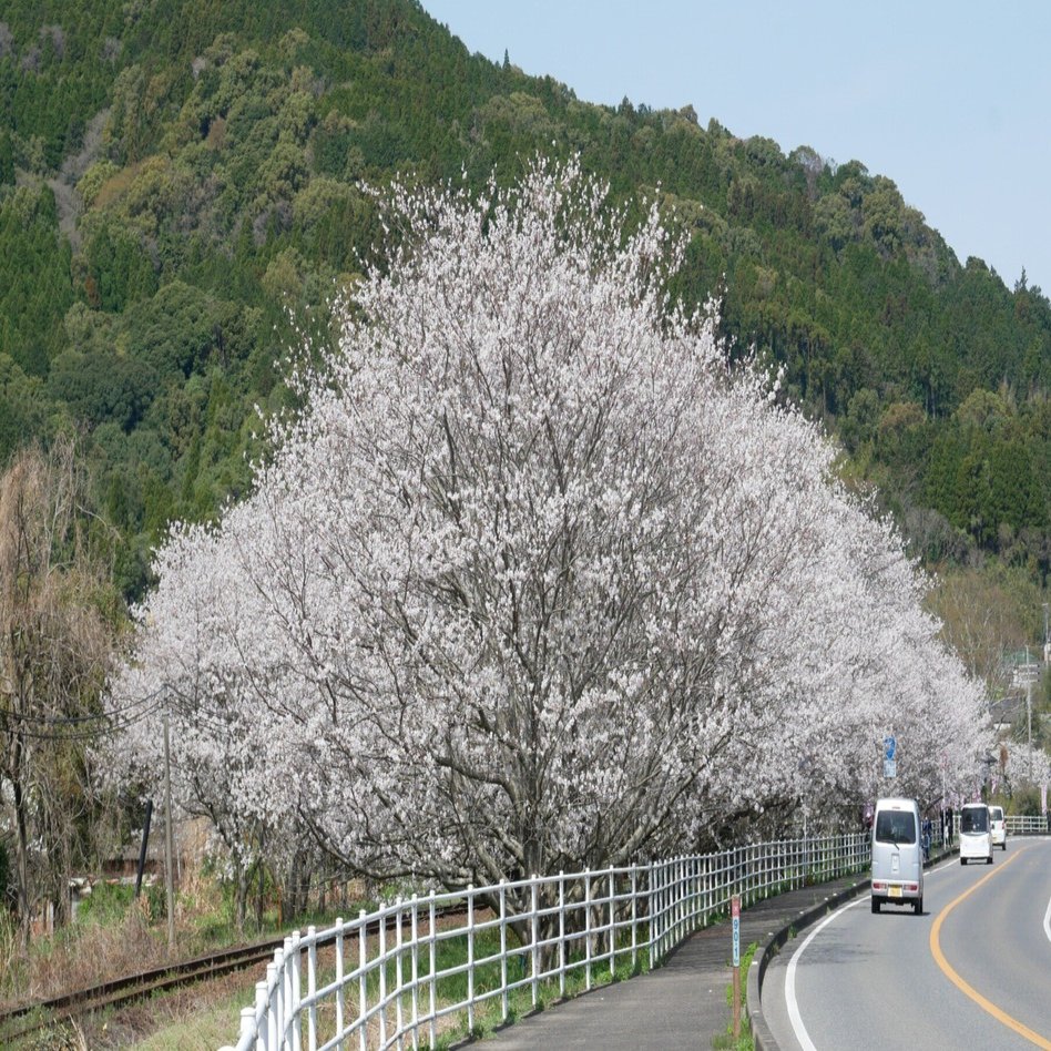561 満開の桜に包まれる 松浦鉄道・浦ノ崎駅｜ミヤコカエデ（Miyako Kaede)