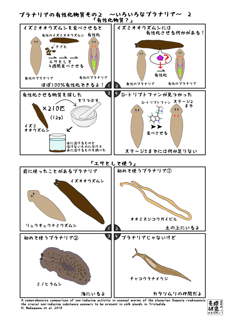 2018, Zoological Letters, A comprehensive comparison of sex-inducing activity in asexual worms of the planarian Dugesia ryukyuensis: the crucial sex-inducing substance appears to be present in yolk glands in Tricladida, H. Nakagawa et al. より　2ページ目