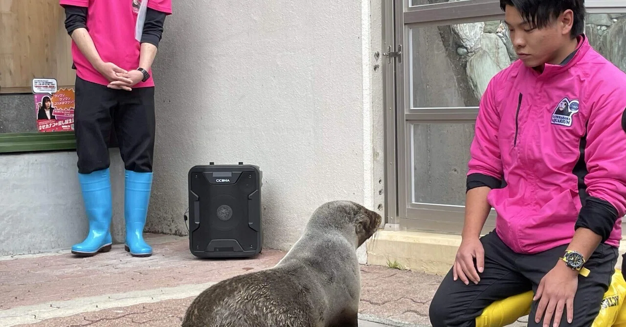 オットセイの赤ちゃん、ついに命名！｜桂浜水族館 公式