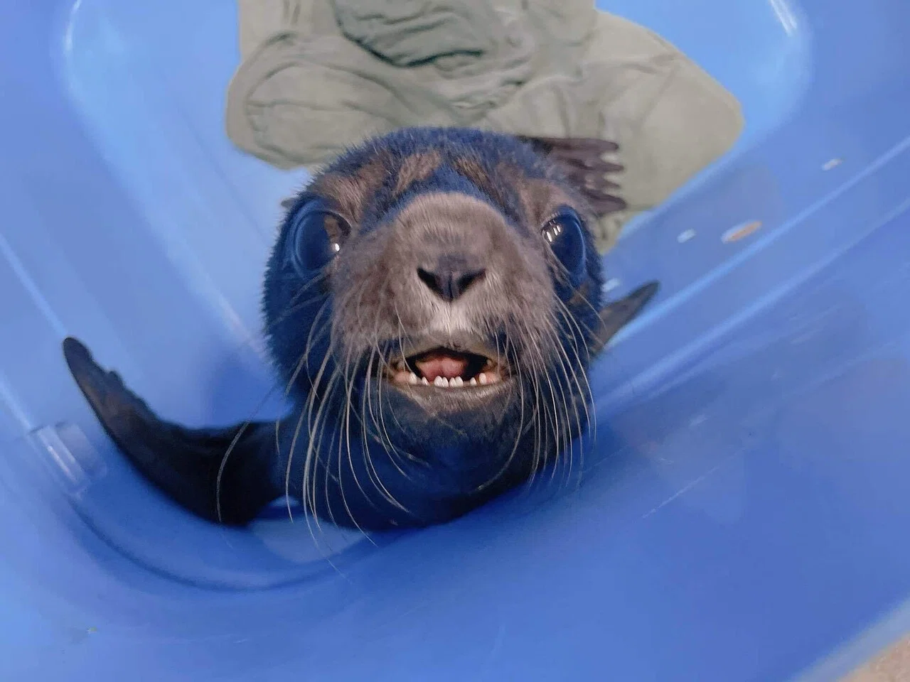 オットセイの赤ちゃん、ついに命名！｜桂浜水族館 公式