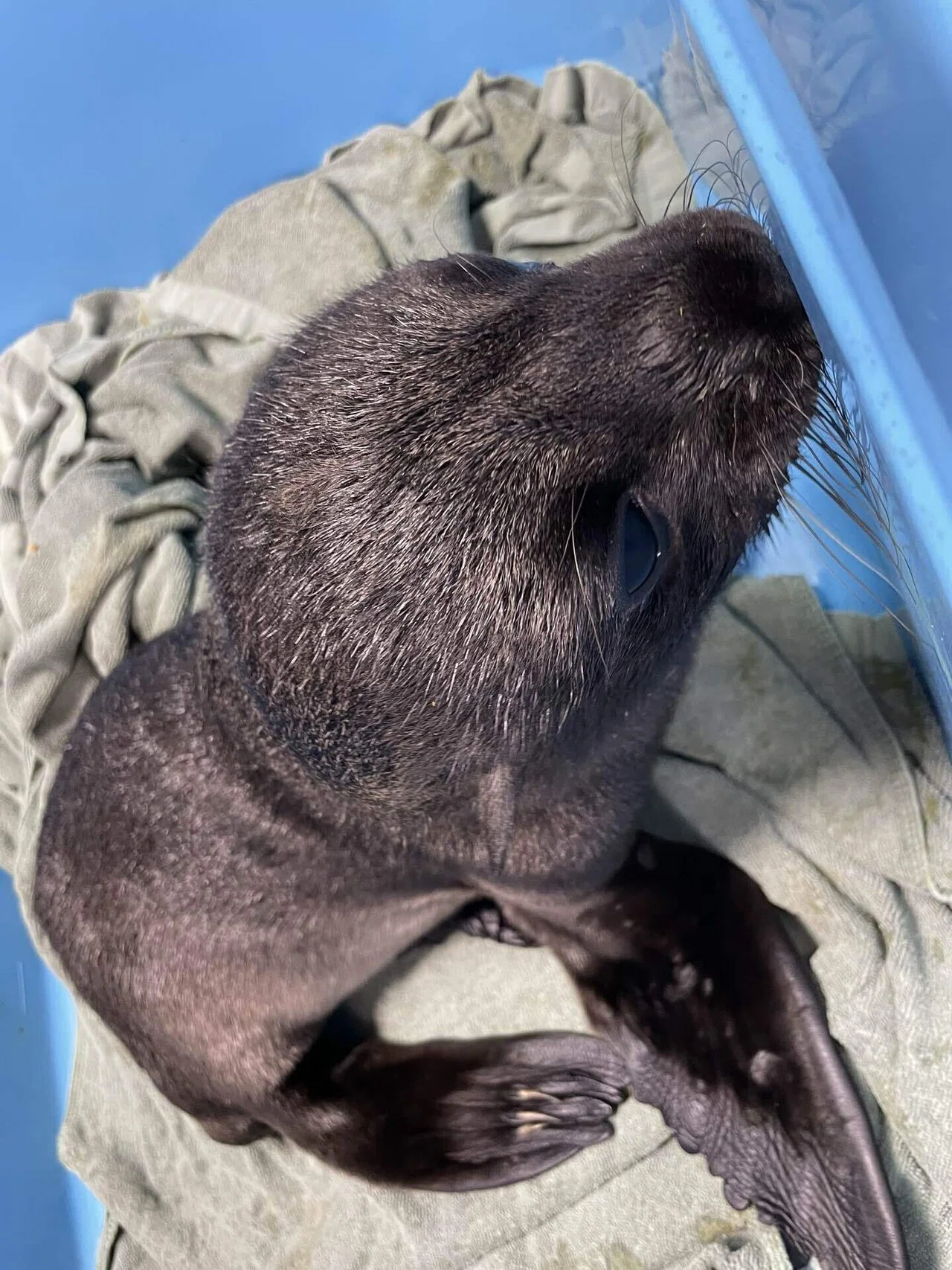 ふわふわのオットセイ オットセイの赤ちゃん、ついに命名！｜桂浜水族館 公式