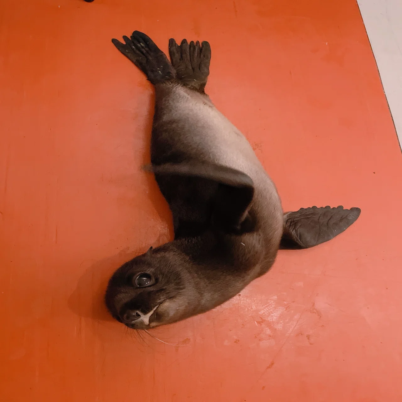 オットセイの赤ちゃん、ついに命名！｜桂浜水族館 公式