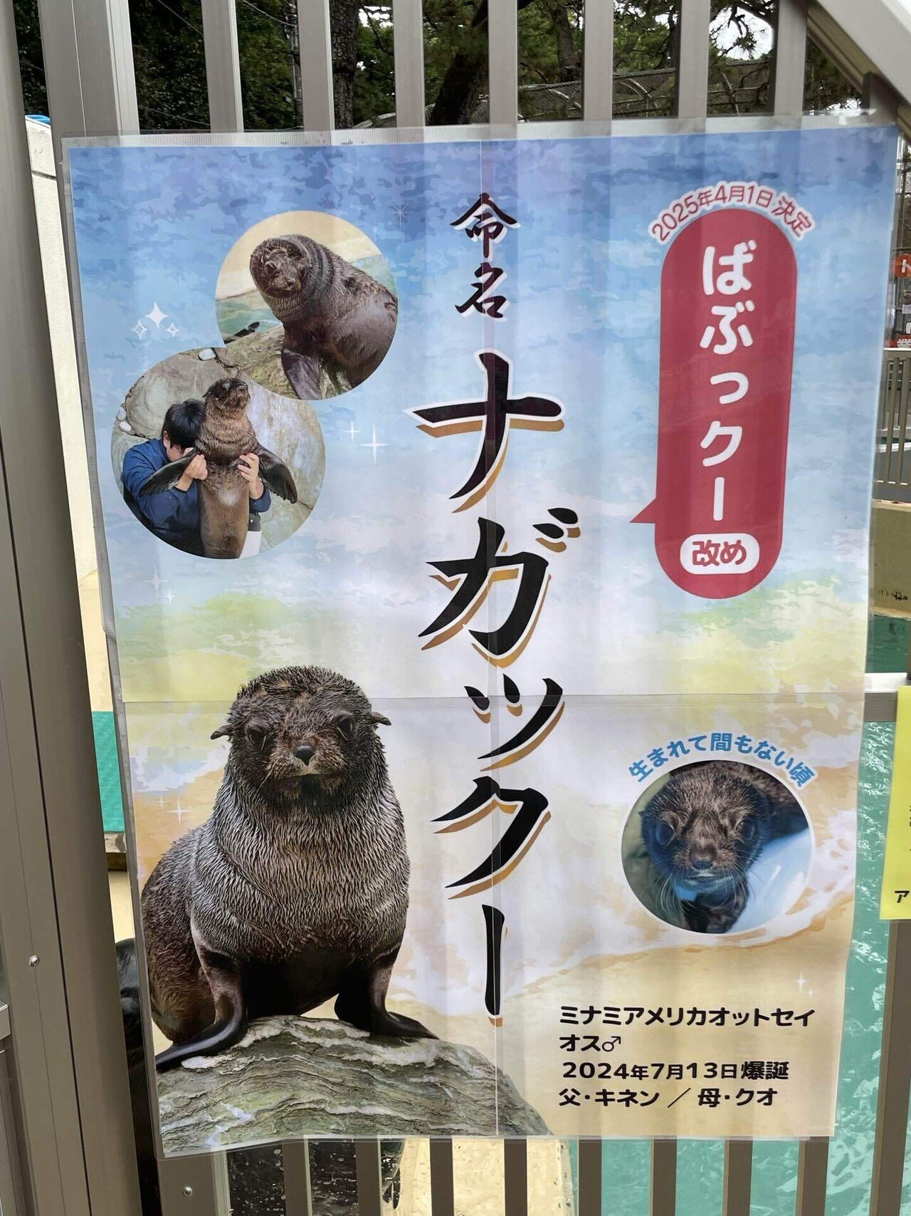 オットセイの赤ちゃん、ついに命名！｜桂浜水族館 公式