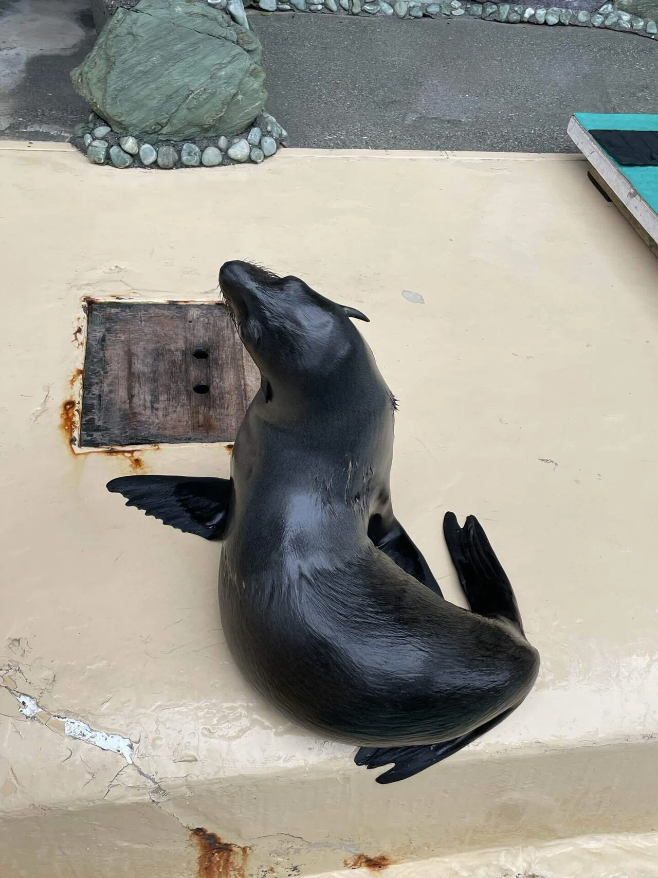 オットセイの赤ちゃん、ついに命名！｜桂浜水族館 公式