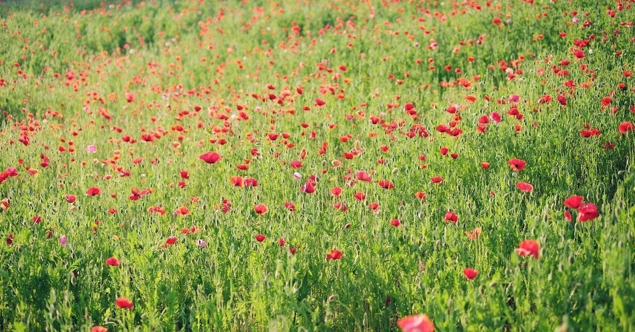 重力と恩寵 シモーヌ ヴェイユ Sunao Note 重力と恩寵 シモーヌ ヴェイユ Sunao Note