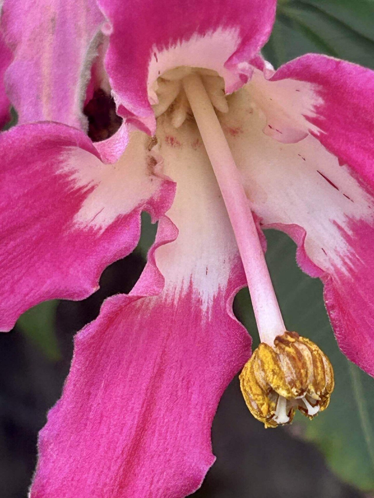 トックリキワタ（1）｜Sun🟠