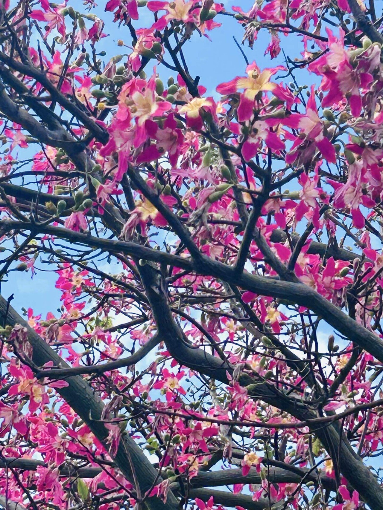 トックリキワタ（1）｜Sun🟠