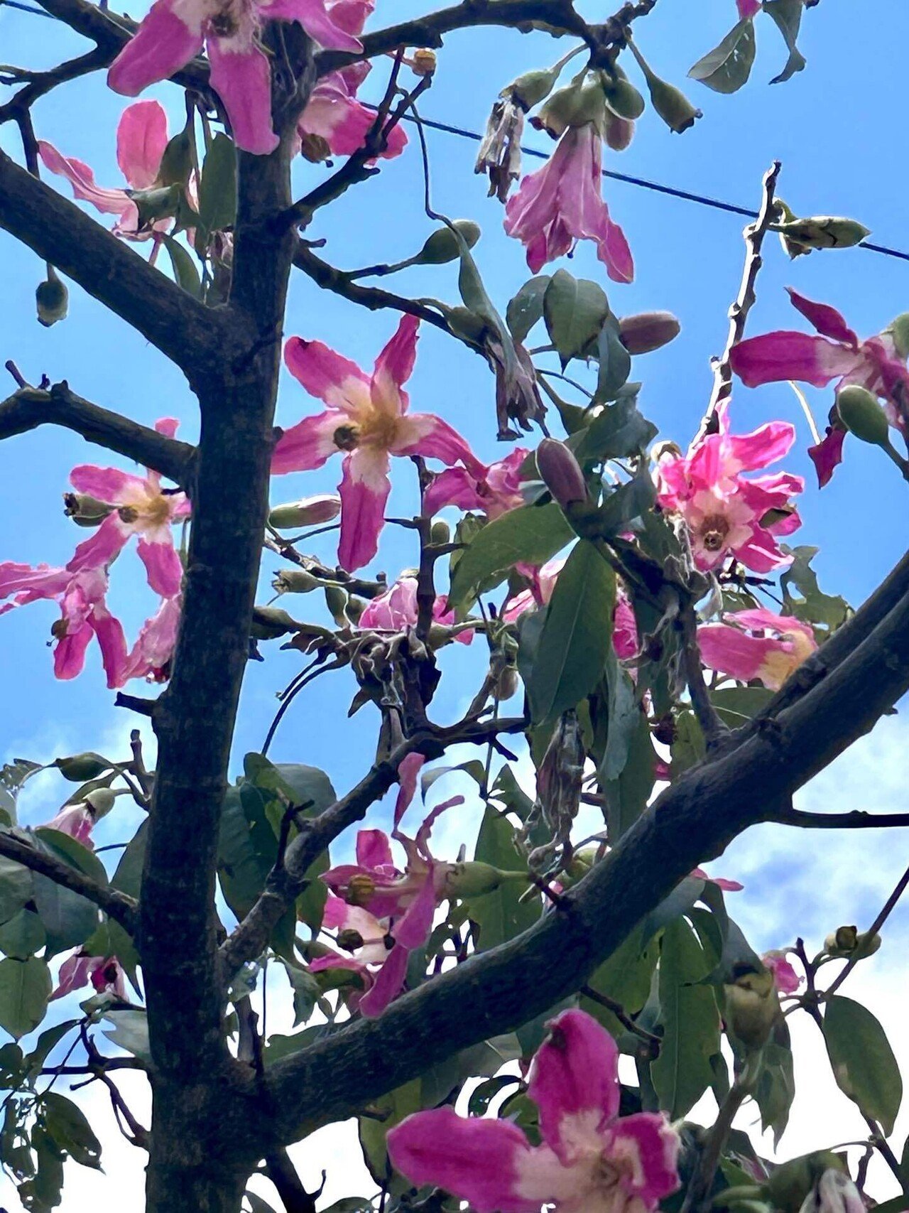 トックリキワタ（1）｜Sun🟠