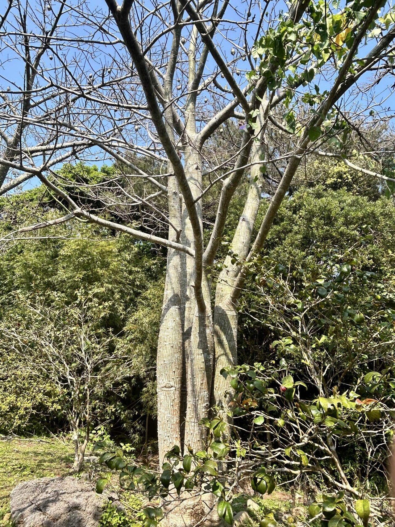 トックリキワタ（1）｜Sun🟠