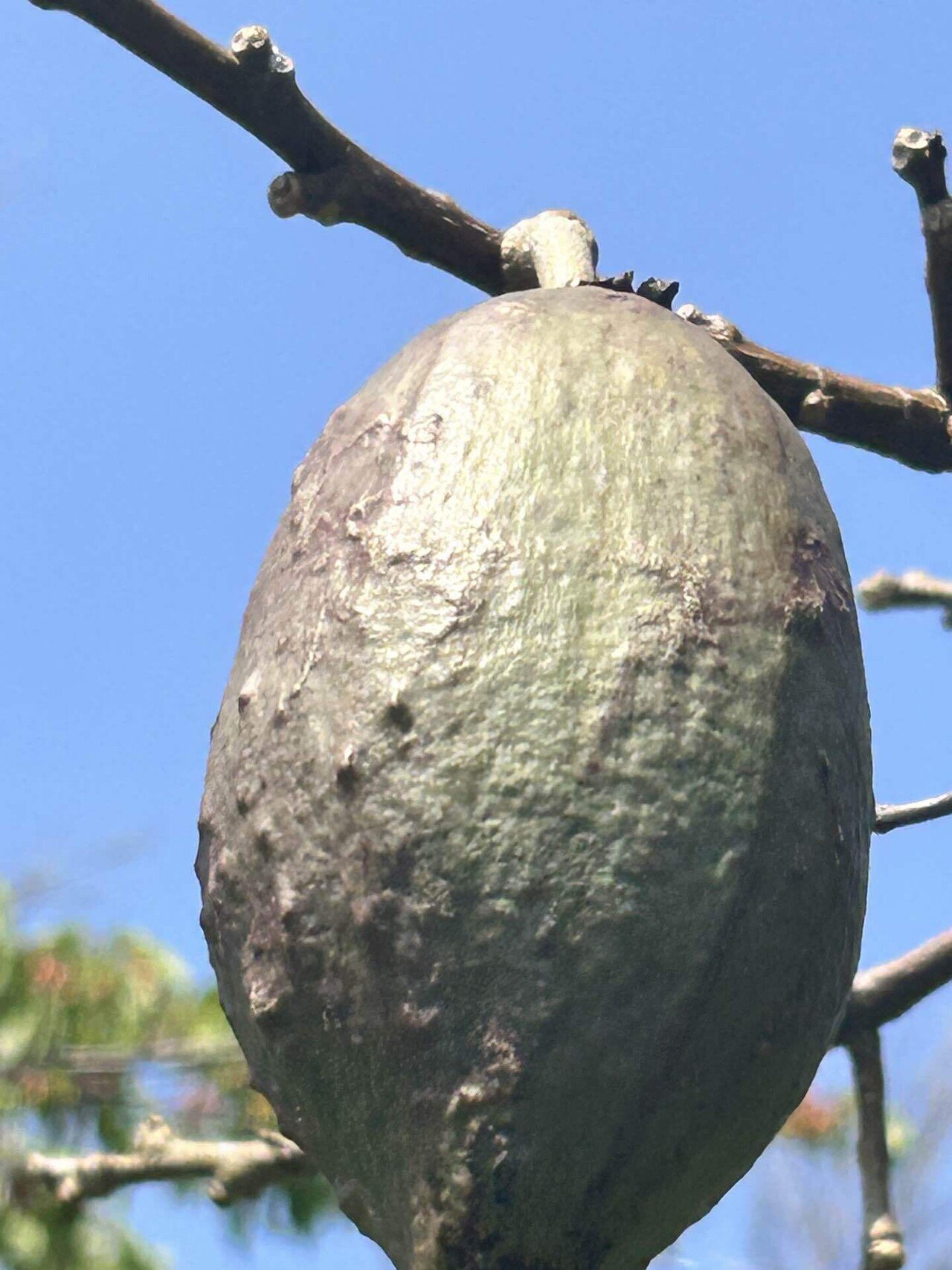 トックリキワタ（1）｜Sun🟠