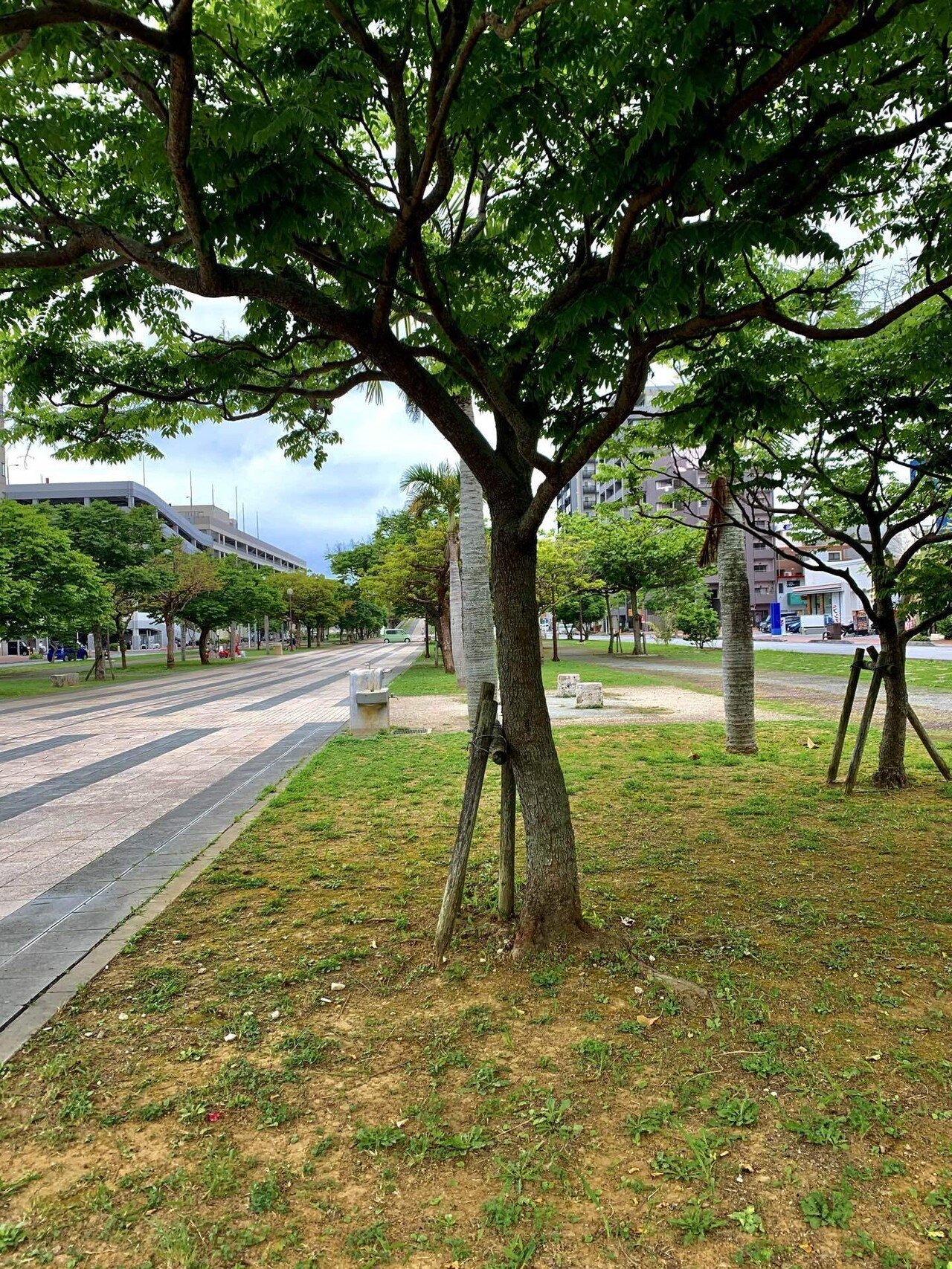 トックリキワタ（1）｜Sun🟠