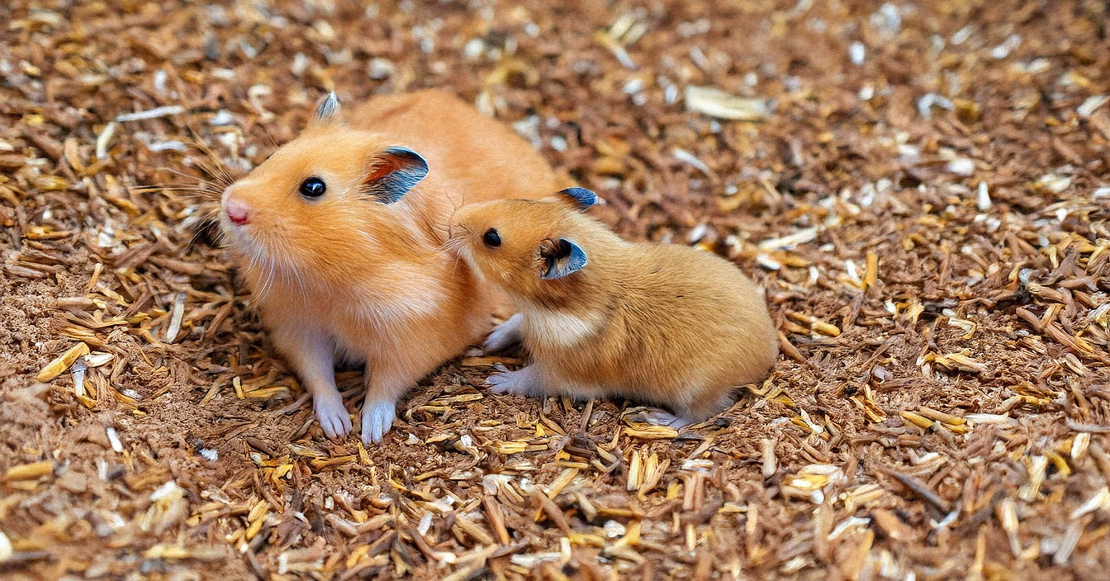 4月12日 【世界ハムスターの日】 すべては1匹のゴールデンハムスター