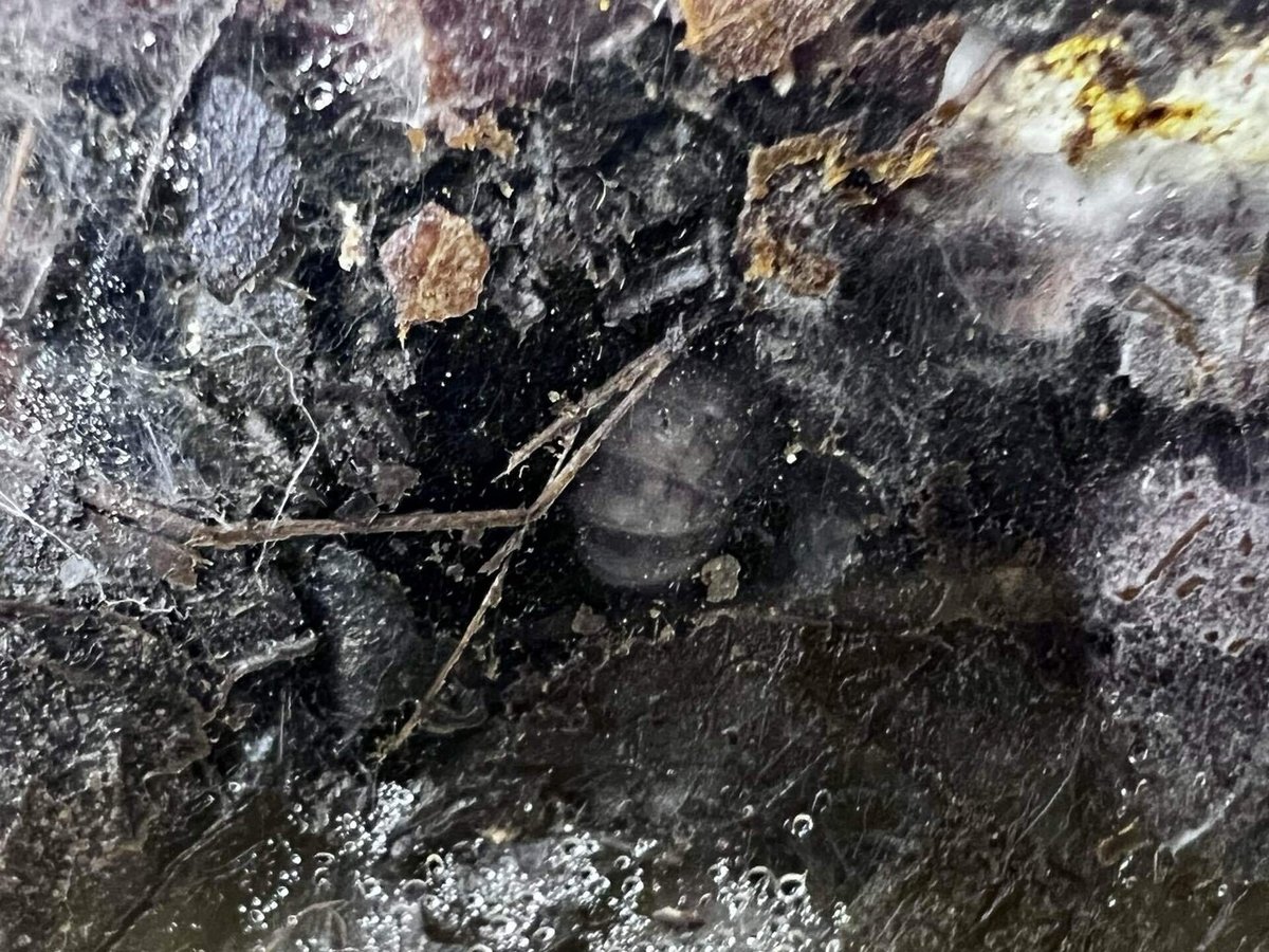 Spherillo sp.