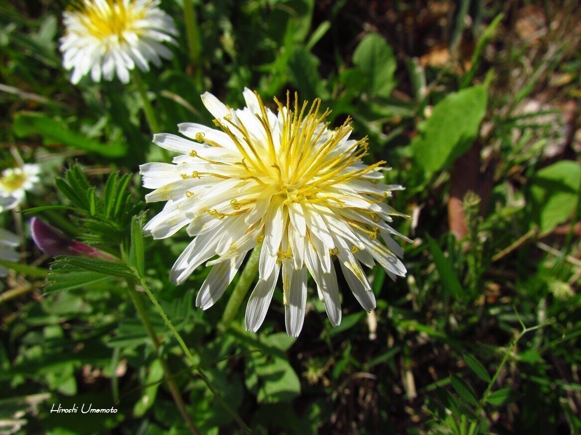 シロバナタンポポ（白花蒲公英）Taraxacum albidum. 英名：White