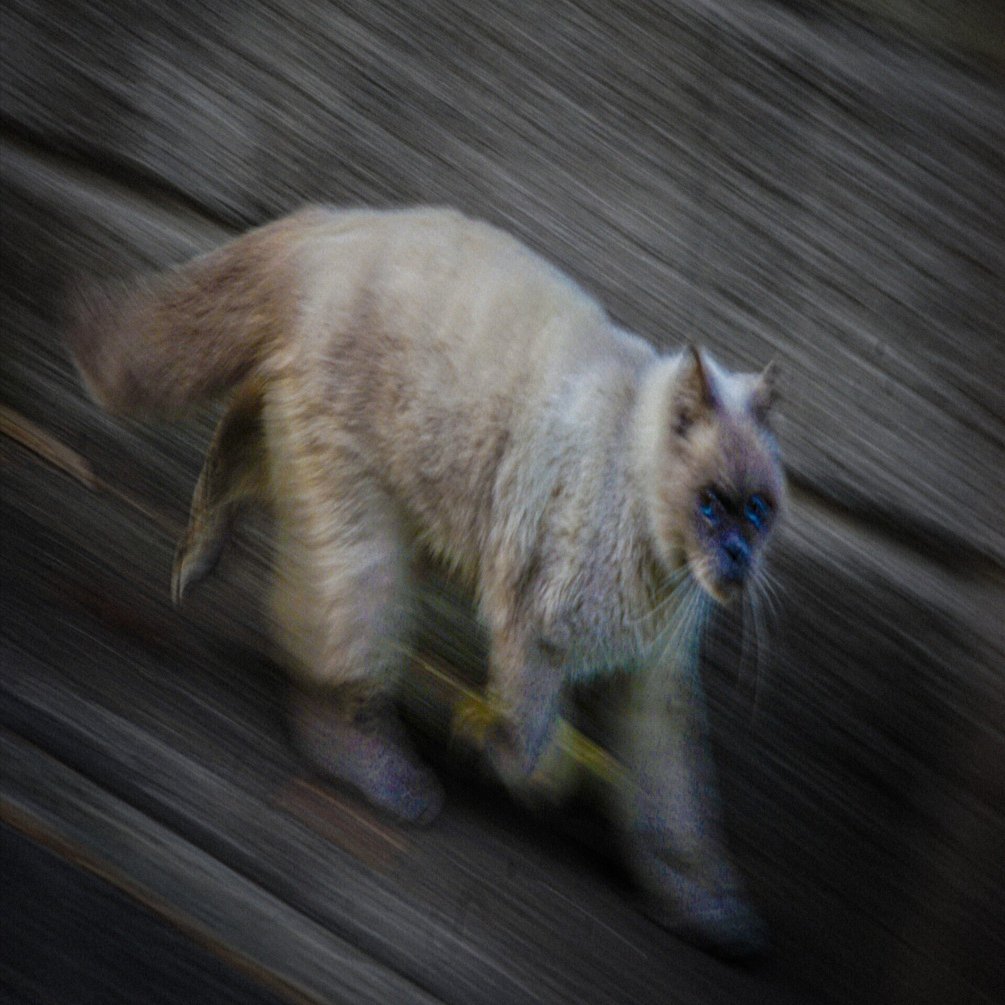 写真】おフランスのレンズでお撮りあそばせ/FOCA Teleoplar 135mm F4.5