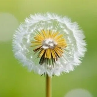 たんぽぽ