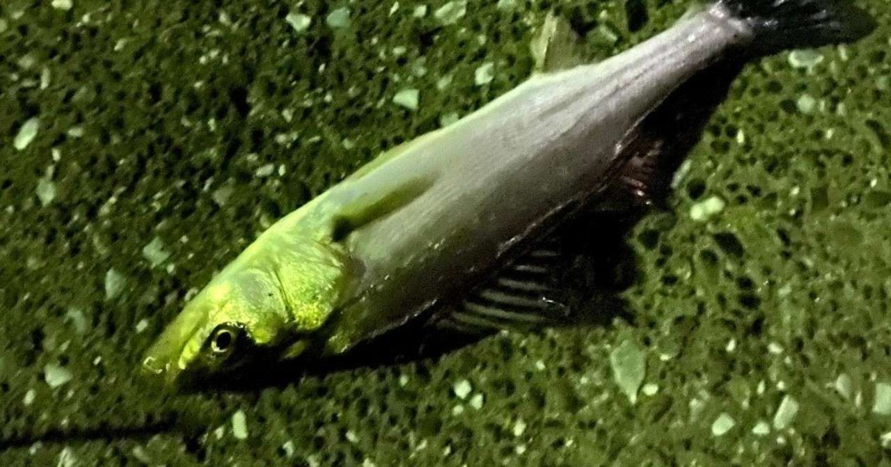 都市河川でのシーバスフィッシング How To 2 潮編 鶴見川 ナカシー 鶴見川シーバスフィッシャー Note