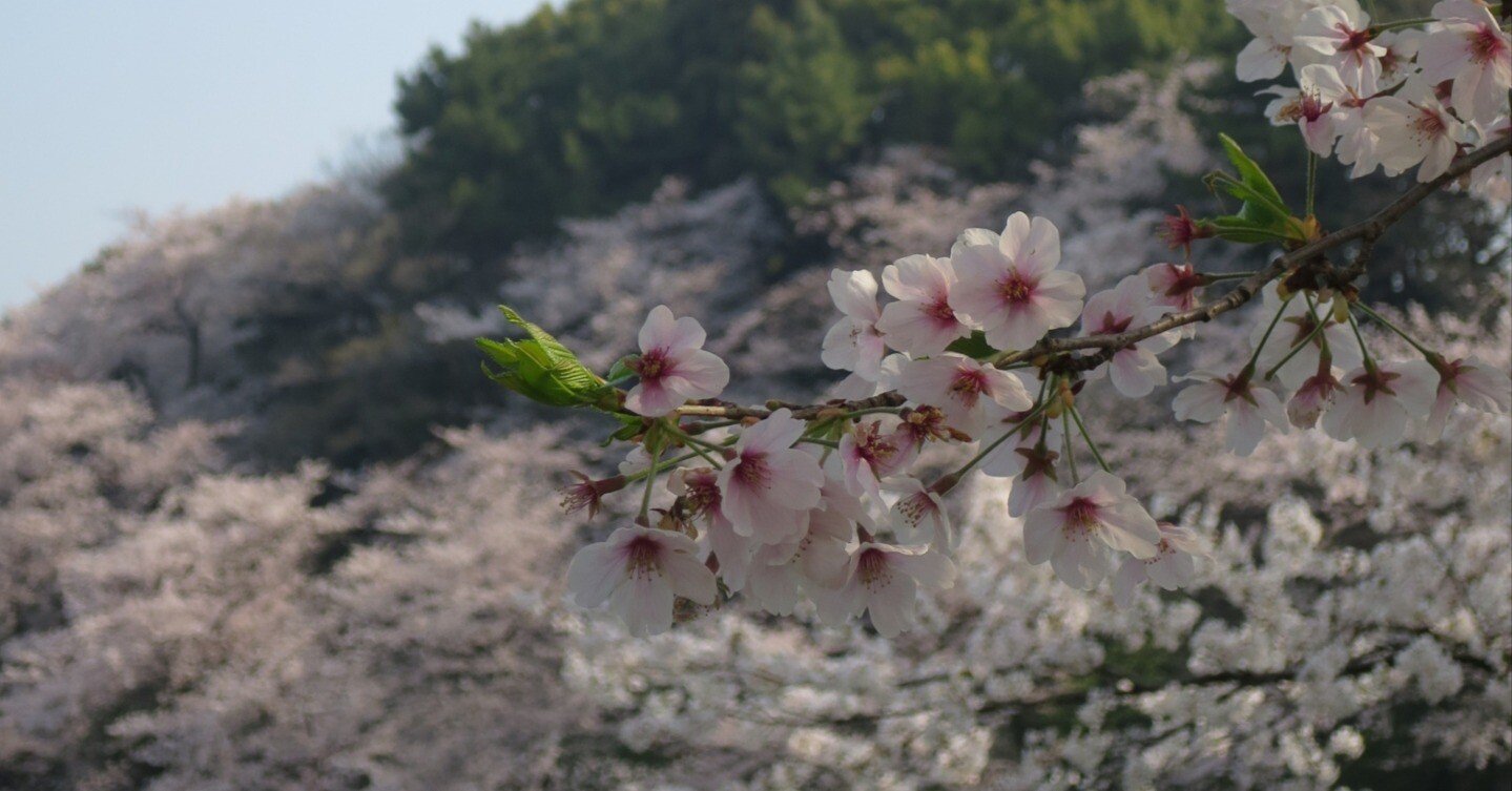桜咲く※紹介文お読みください。 サクラ咲く』紹介 - 本をめぐる冒険