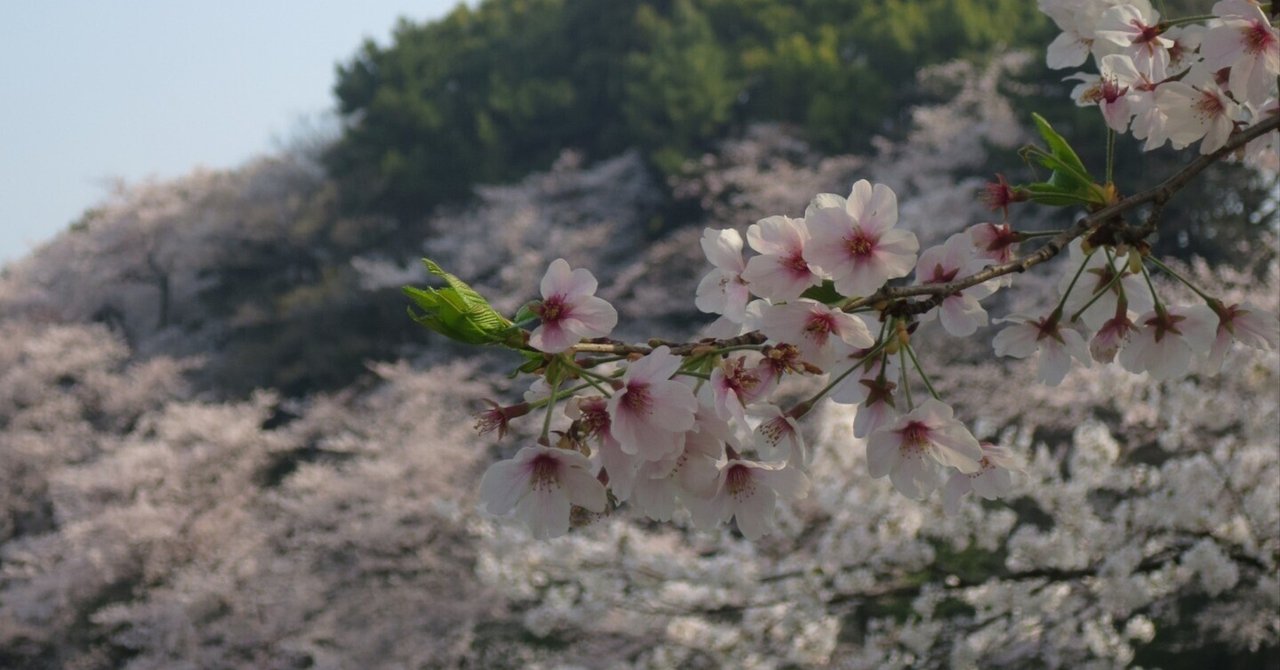 桜の花咲く季節となりました ～さくらについての雑感｜DSS