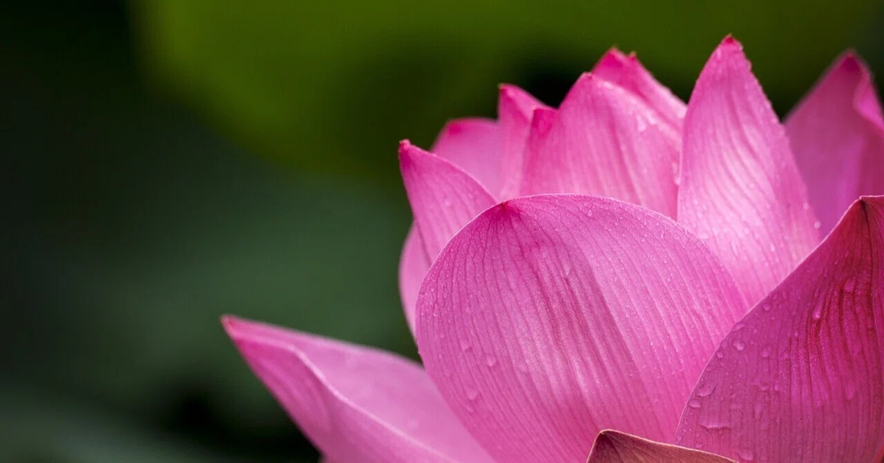 The Promise of 'The Spider's Thread' | Essay｜仲川光🌸Hikari