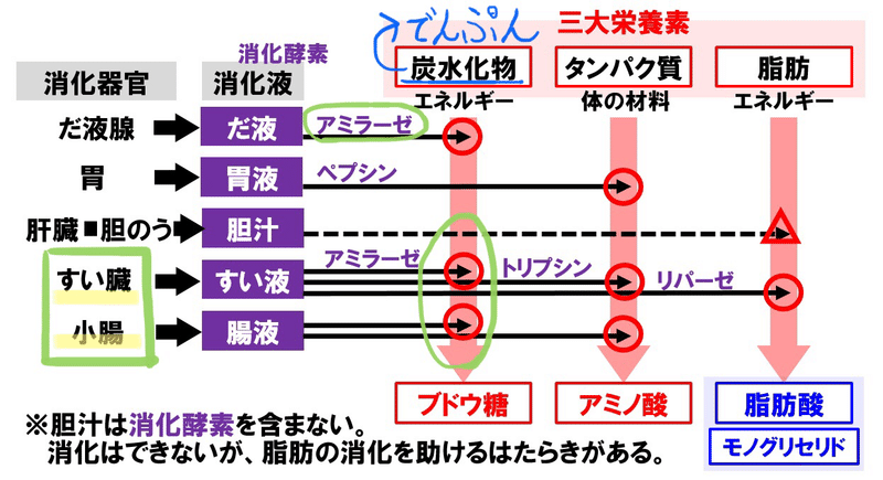 都立高校入試理科 消化酵素 対策 坂本良太 都立専門 本質の勉強法を伝える受験講師 Note