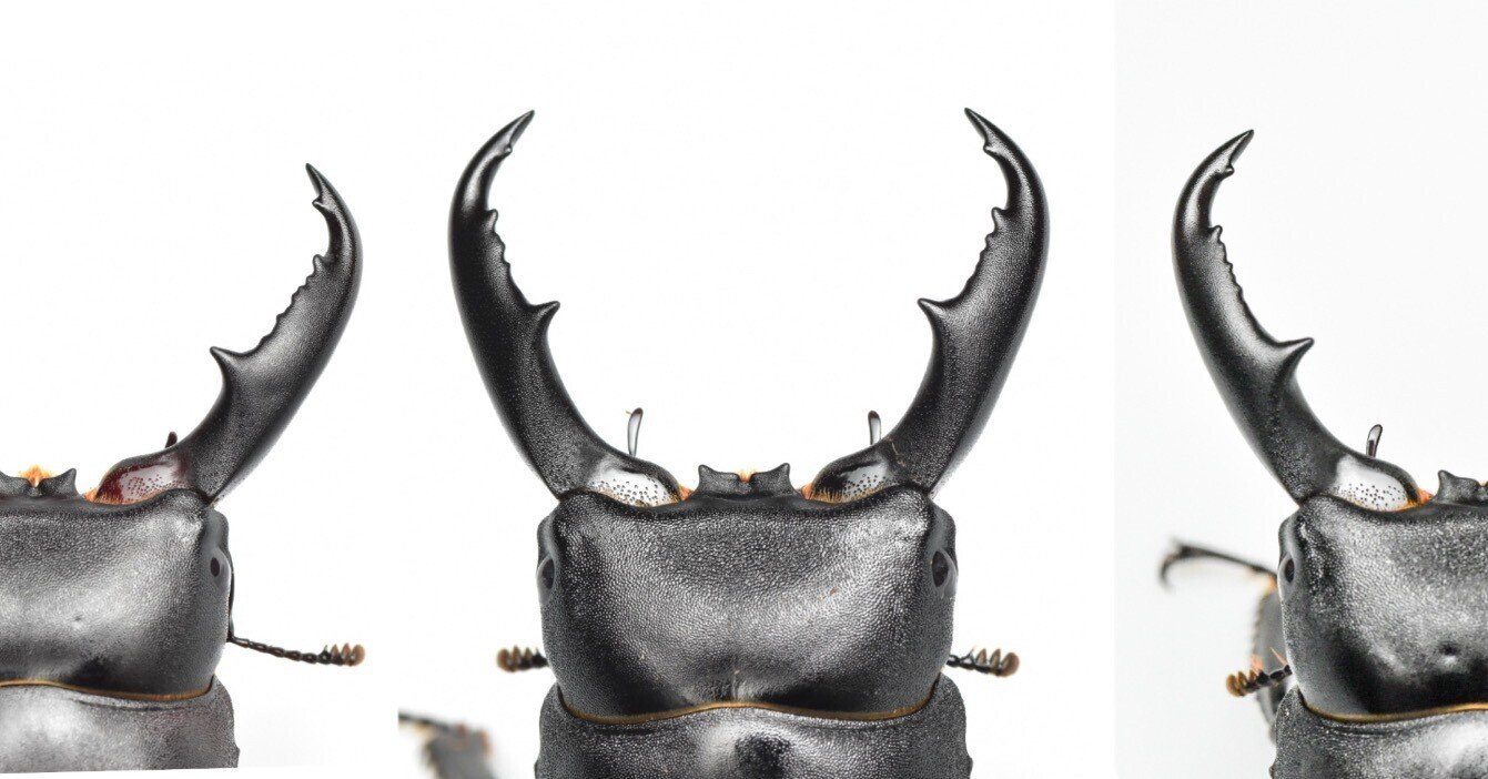 ハチジョウヒラタ飼育記録feat.2024八丈島採集｜SORA