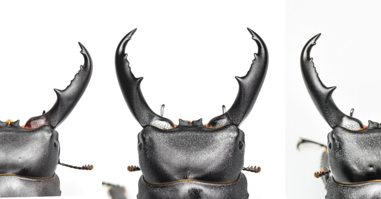 ハチジョウヒラタ飼育記録feat.2024八丈島採集｜SORA