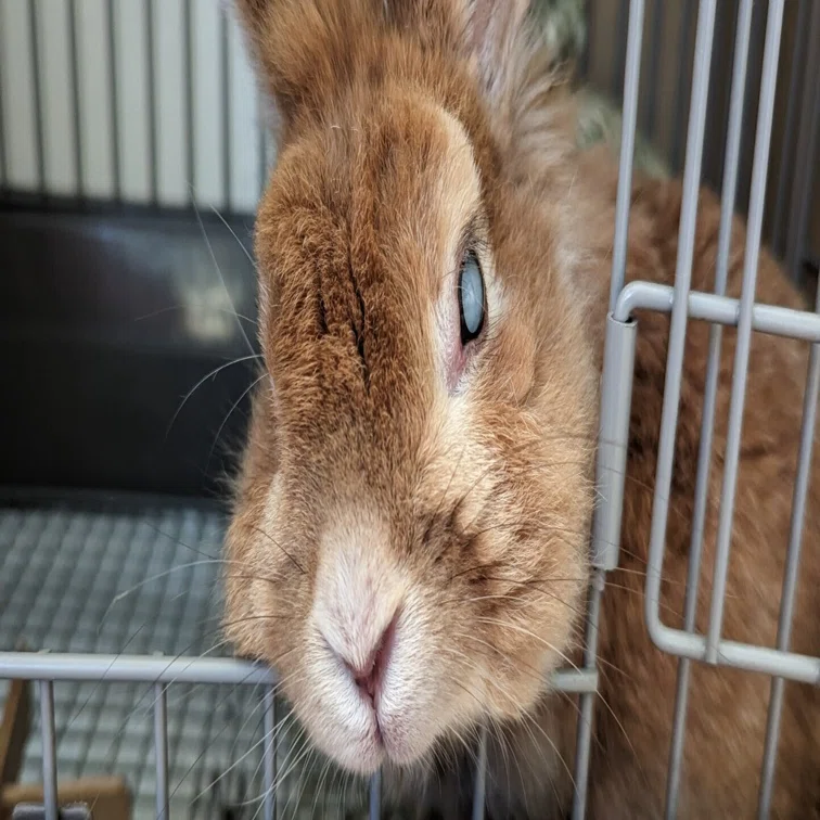 半年足らずで私をうさぎ中毒に落とした春にやってきたうさぎさんの話
