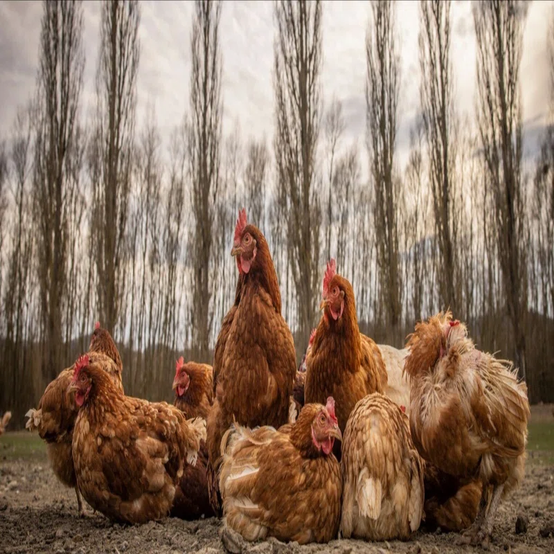 鶏の健康に必須！砂浴びの効果と正しい設置方法｜RUN-CHICKEN