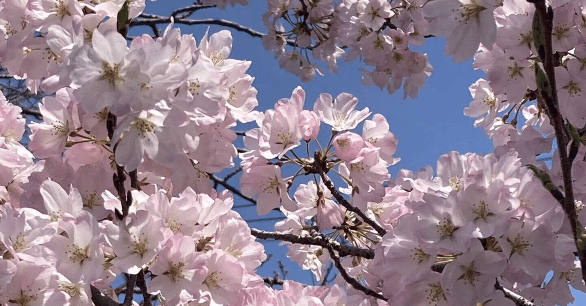 さようなら、わたしの白猫。15年、一緒にいてくれてありがとう