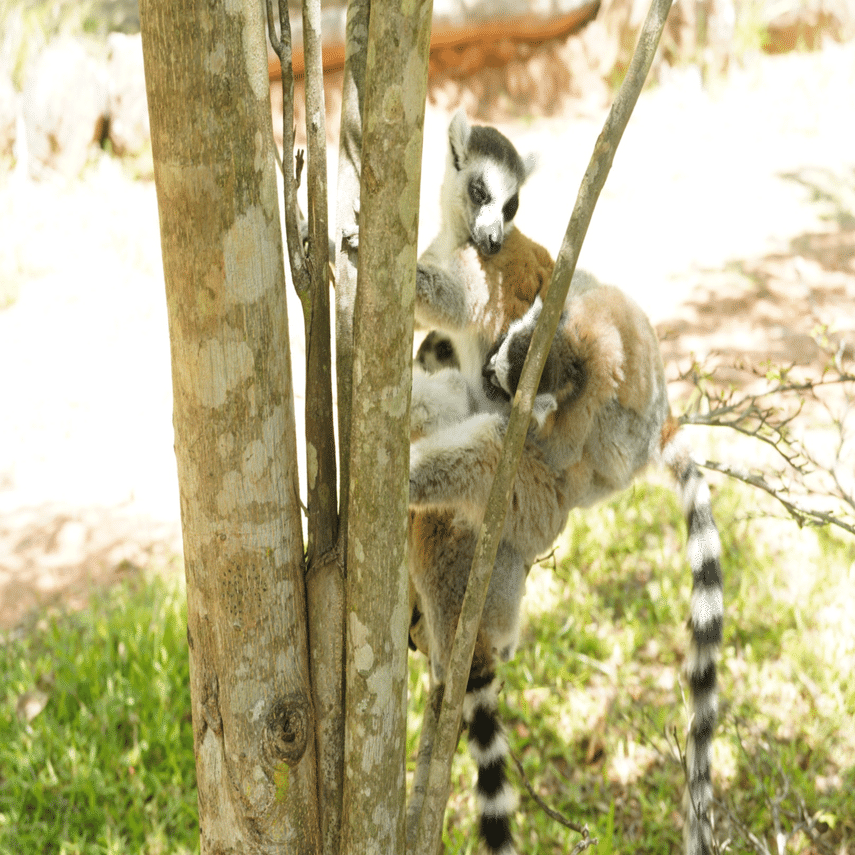 ハロウィンセール　マダガスカルのキツネザル アート作品 6🇲🇬アンタナナリボ最終日、キツネザルに会いに行く。｜nasutabi