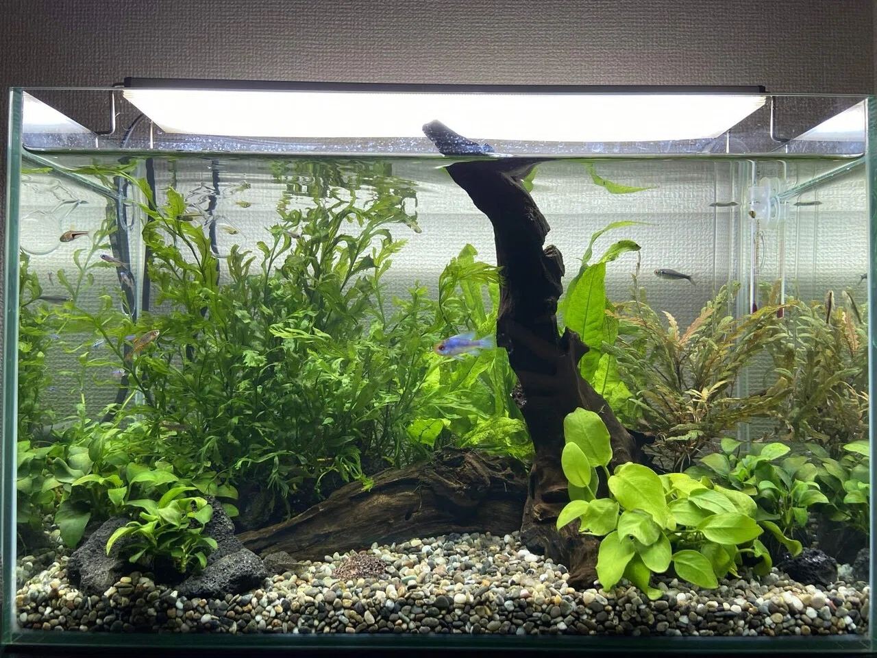 アクアリウム】またまた綺麗な熱帯魚お迎えしました｜たけのこ@サイド 