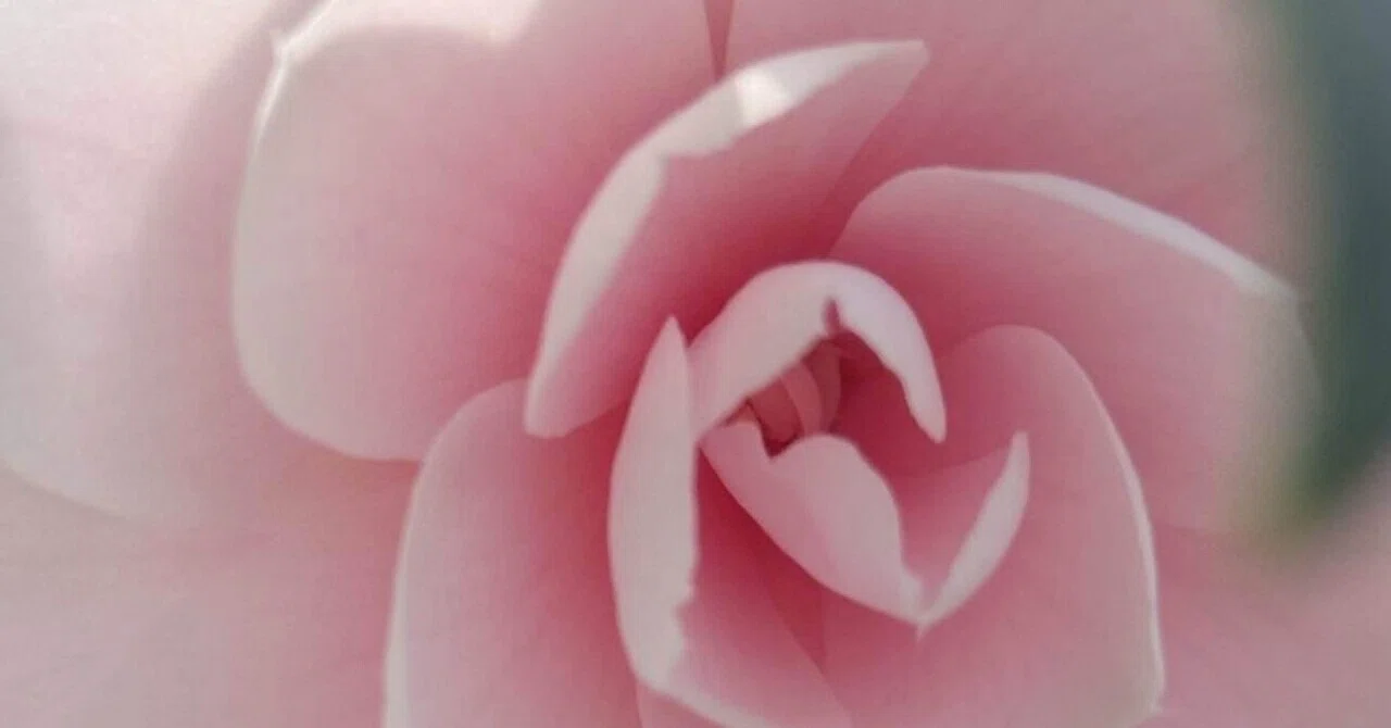オウショウクン 中国四大美人の名のついたツバキ｜EGGSEED