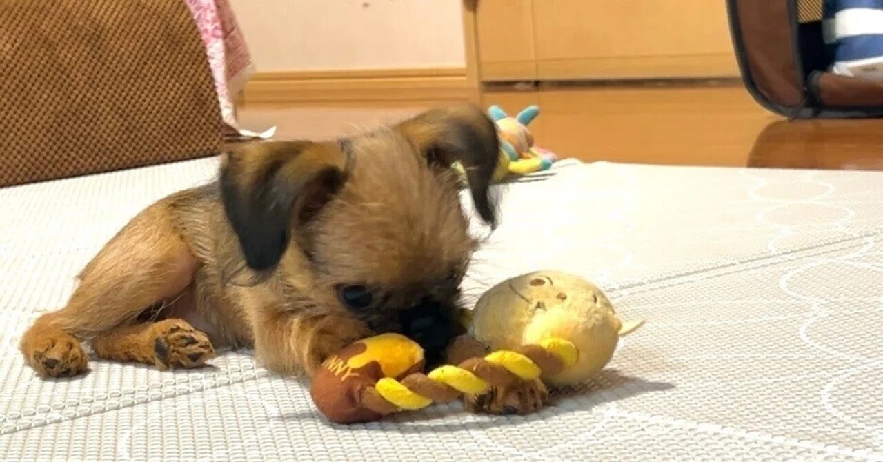 仔犬!|ミヤチコチ