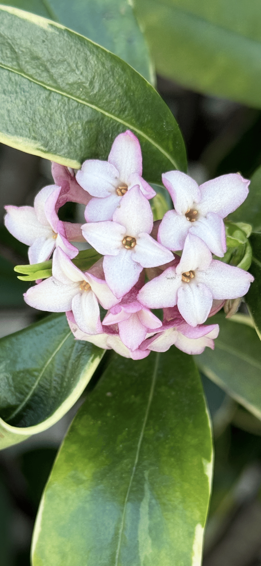 ジンチョウゲ その香りは千里を超え｜EGGSEED