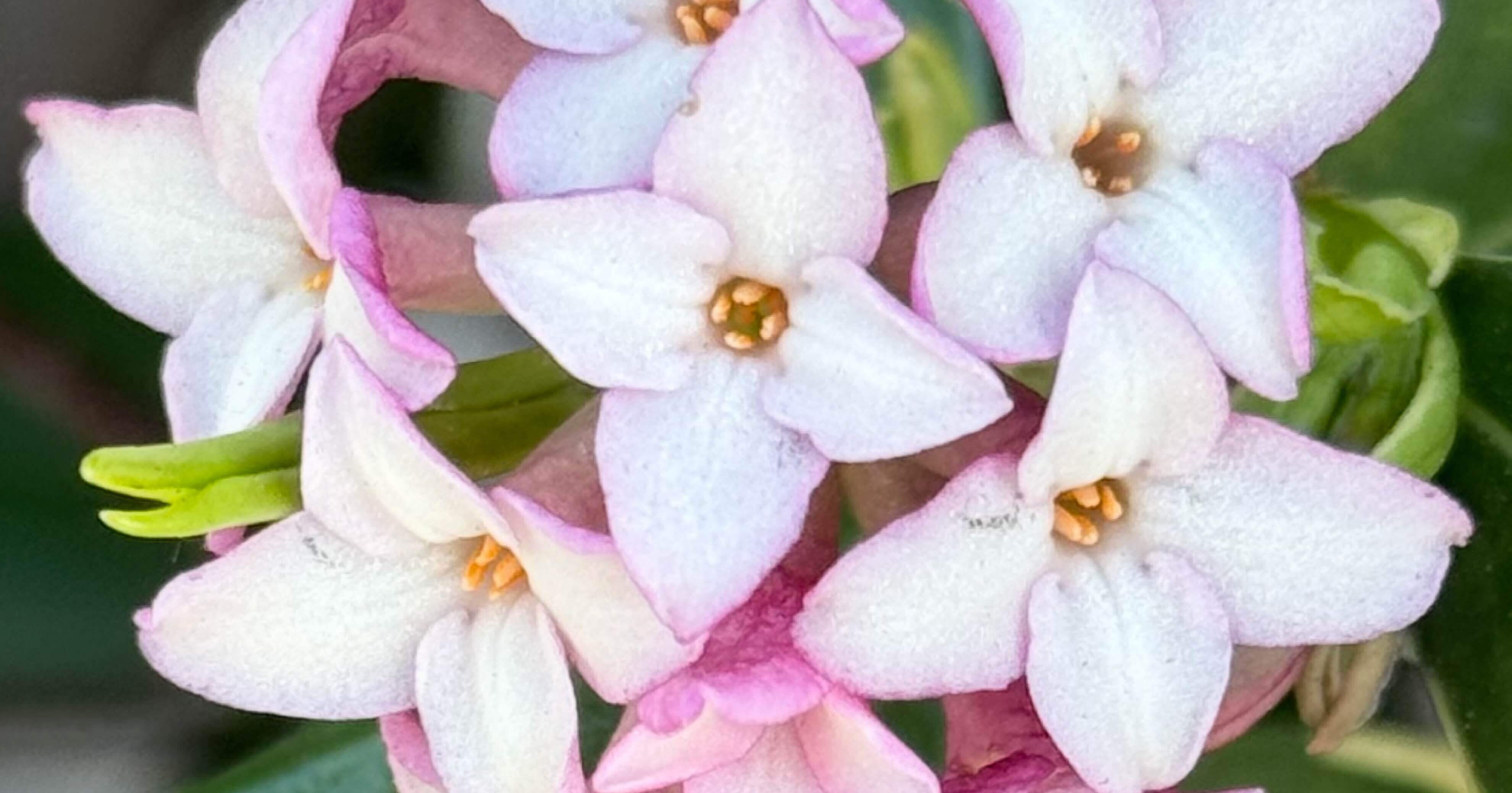 ジンチョウゲ その香りは千里を超え｜EGGSEED