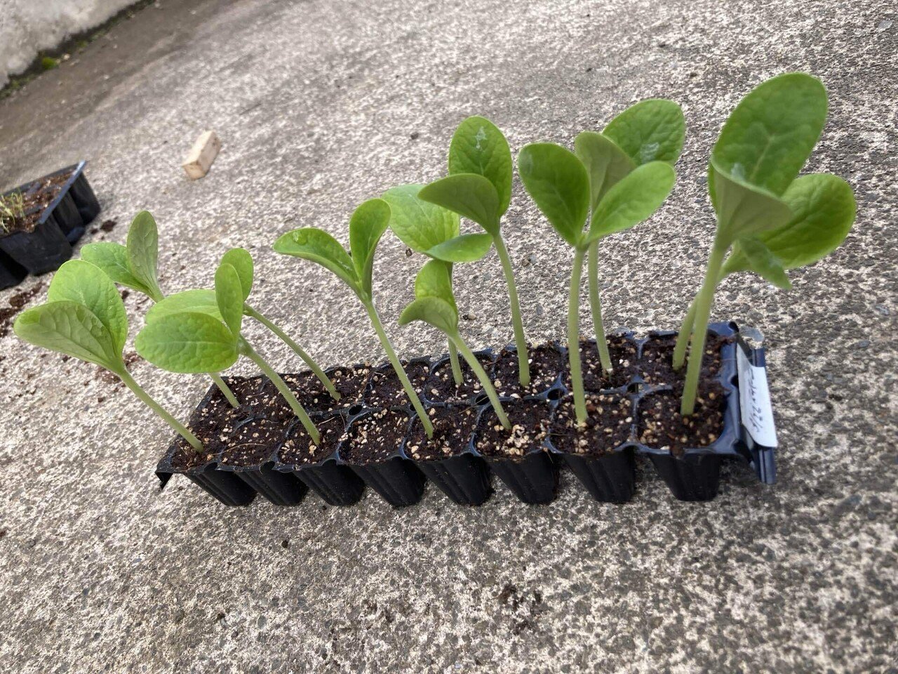 鉢上げをしてみた～新規就農への記録その61」｜はたけのいす