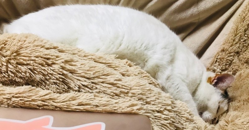 海を泳ぐ猫 Rei Note