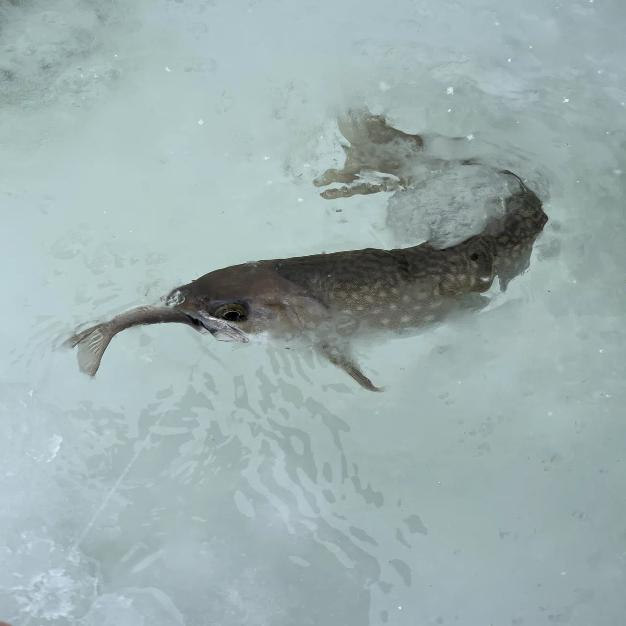 北海道で鬼と呼ばれる魚を釣る｜Kameda Takeru
