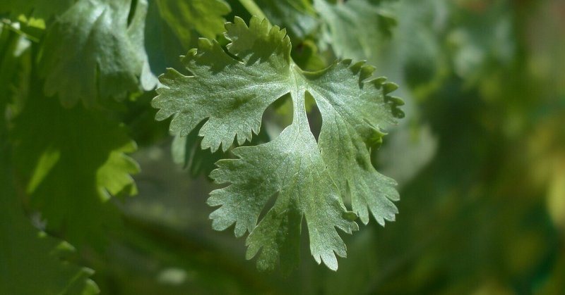 🐛「観葉植物は好き。でも虫が無理…!」そんなあなたへ|虫と 🐛「観葉植物は好き。でも虫が無理…!」そんなあなたへ|虫と