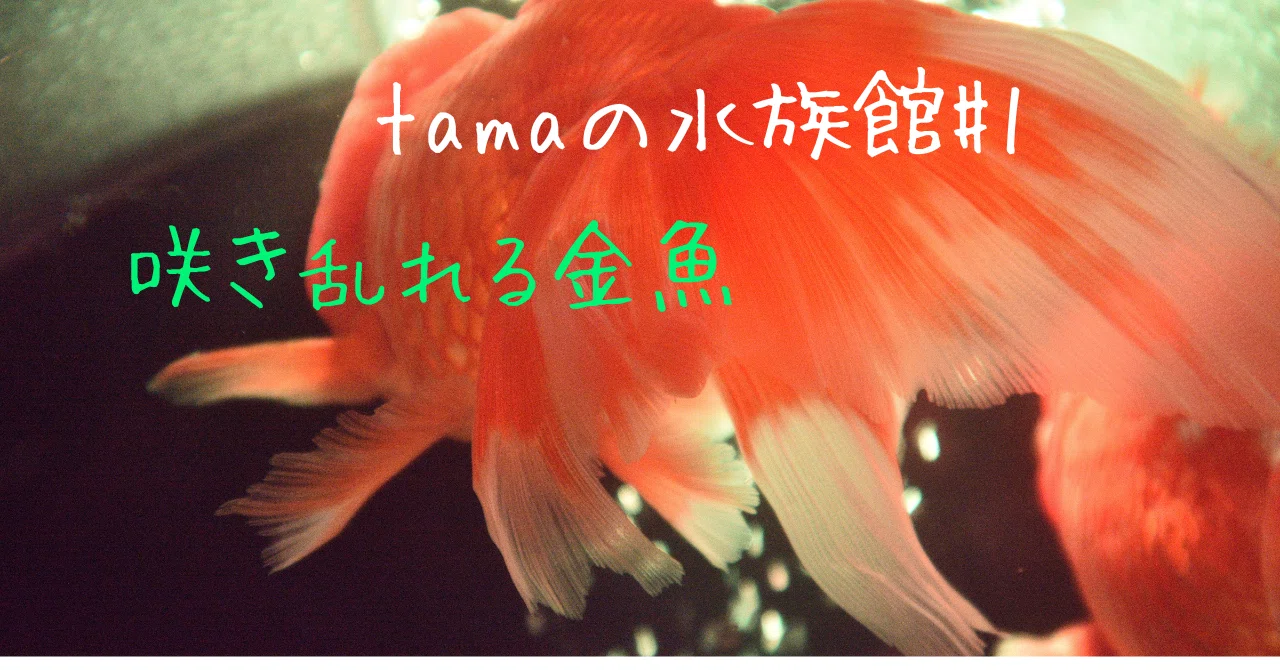 金魚が舞い踊る！｜tama：旅と動物、時々おいしいものが好きな駆け出し
